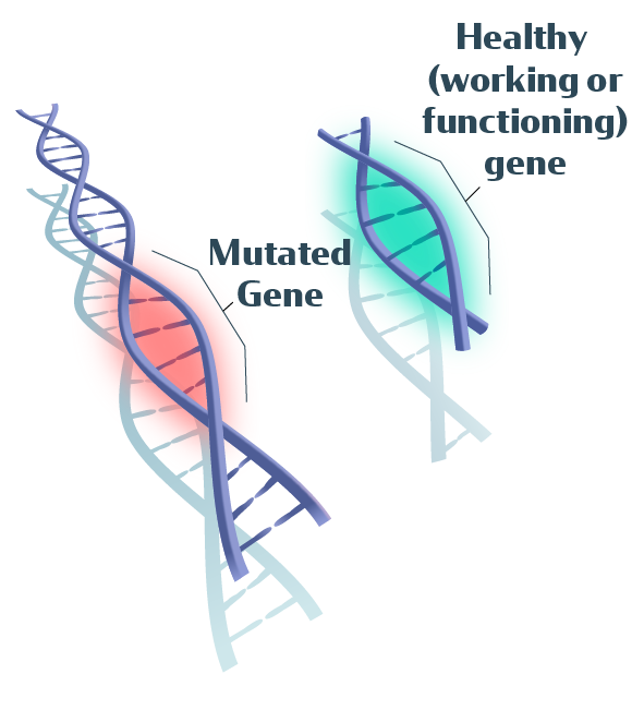 illustration of both a mutated gene in hemophilia and healthy or functional gene
